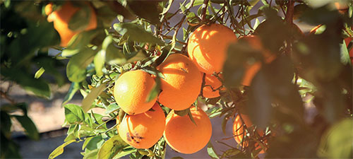 Photo orange-espagne